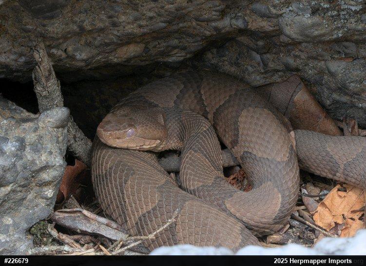 Northern Copperhead