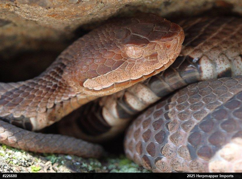 Northern Copperhead