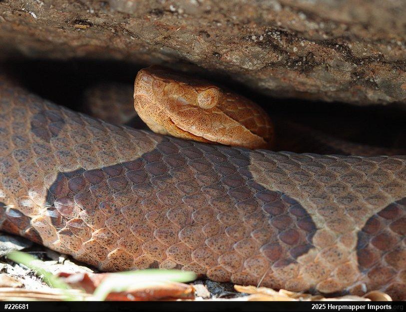 Northern Copperhead