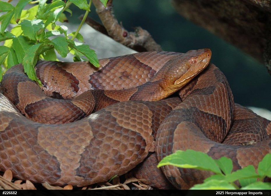 Northern Copperhead