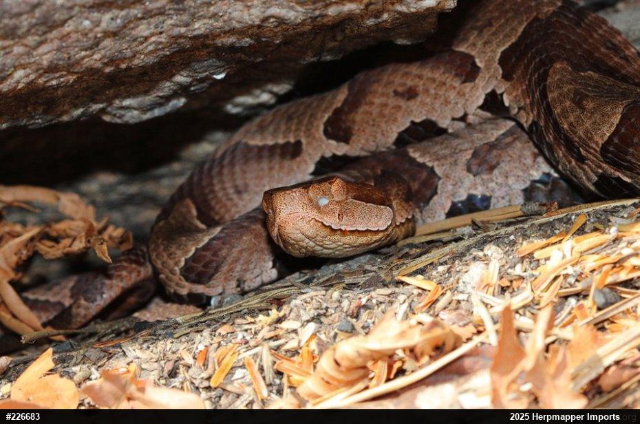 Northern Copperhead