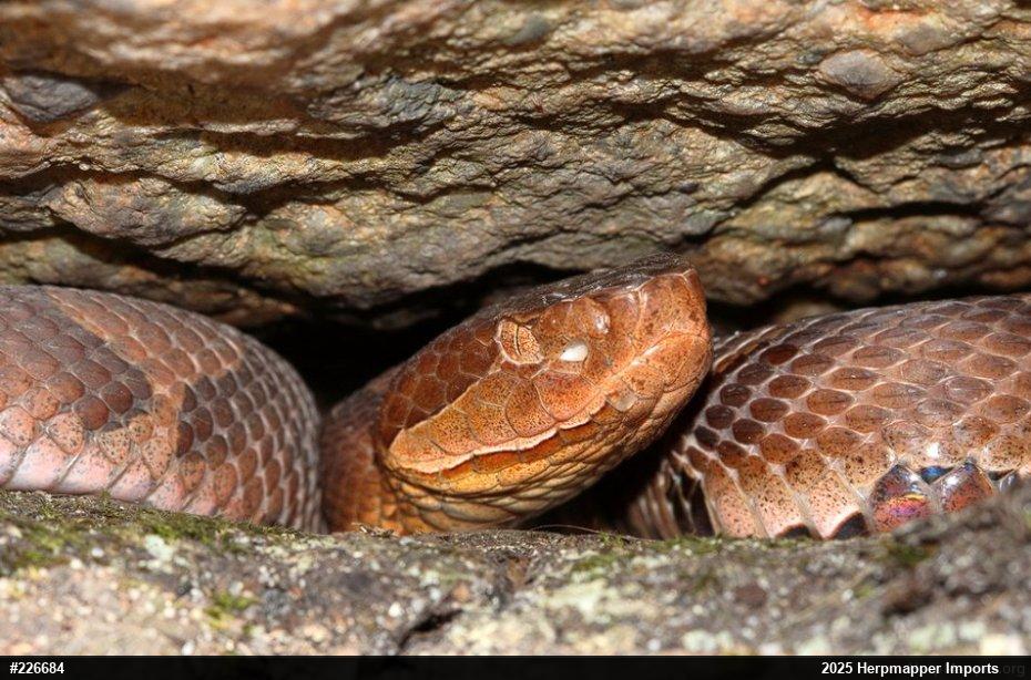 Northern Copperhead