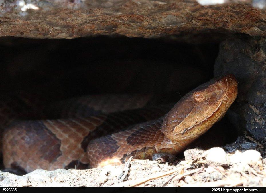 Northern Copperhead
