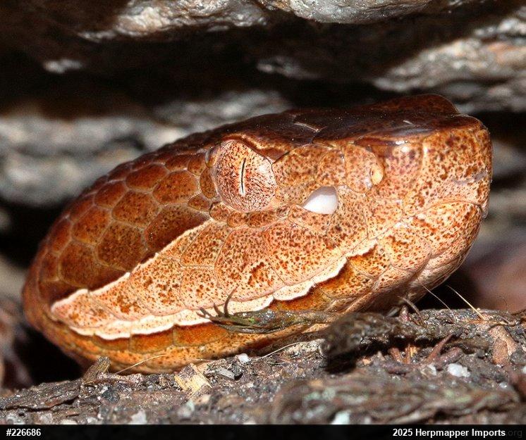Northern Copperhead