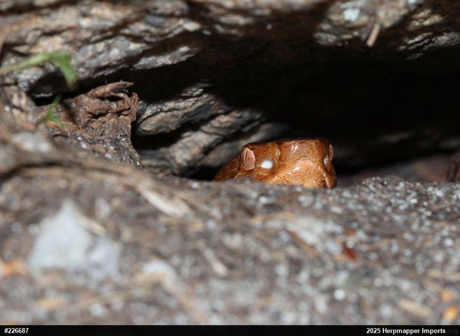 Northern Copperhead