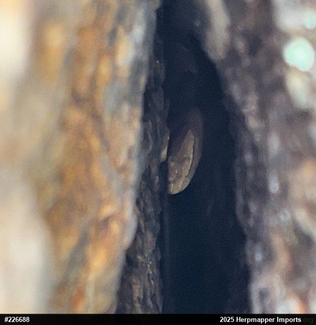 Northern Copperhead