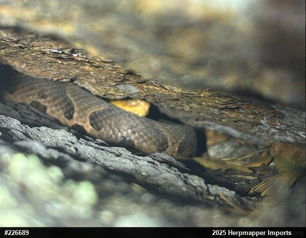 Northern Copperhead