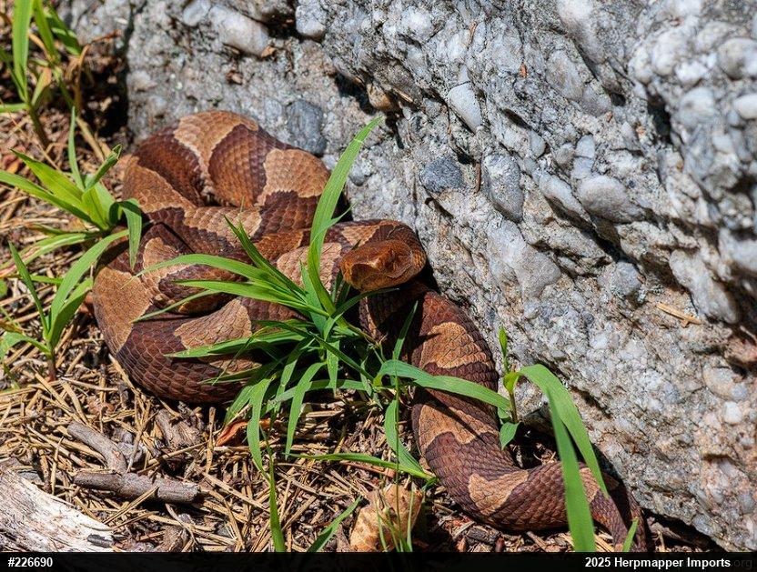 Northern Copperhead