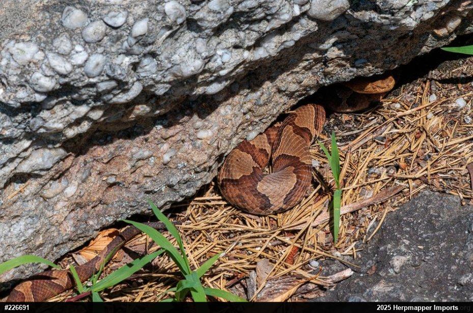 Northern Copperhead