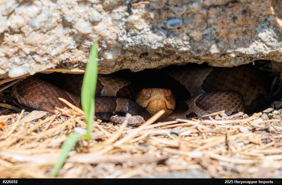 Northern Copperhead
