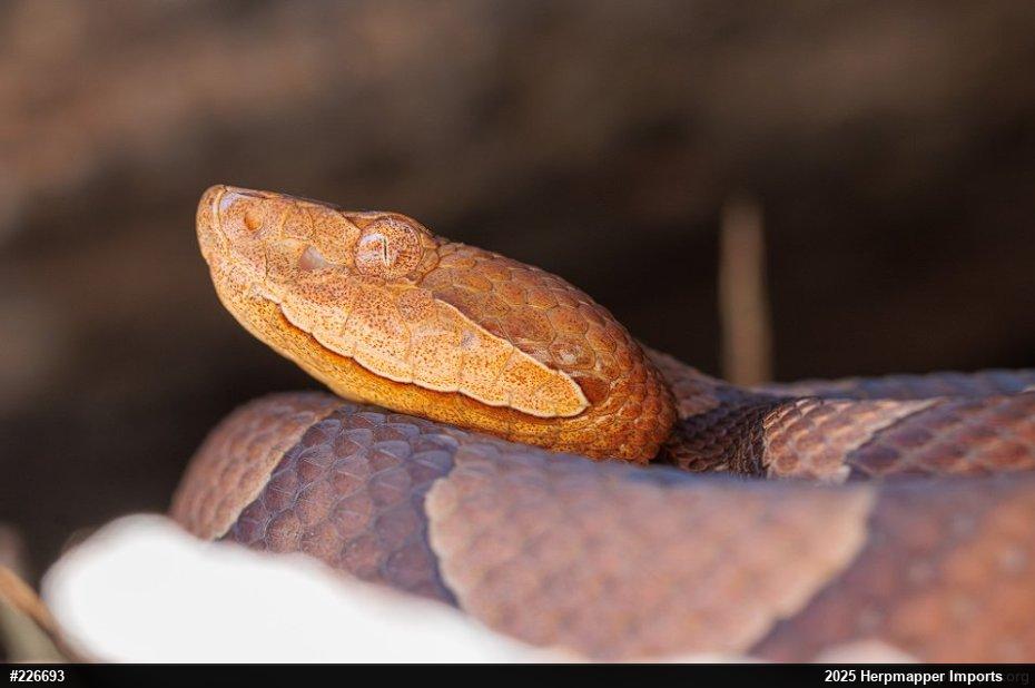 Northern Copperhead