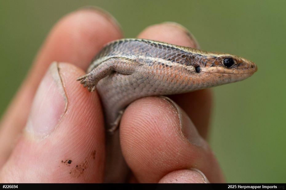 Northern Coal Skink