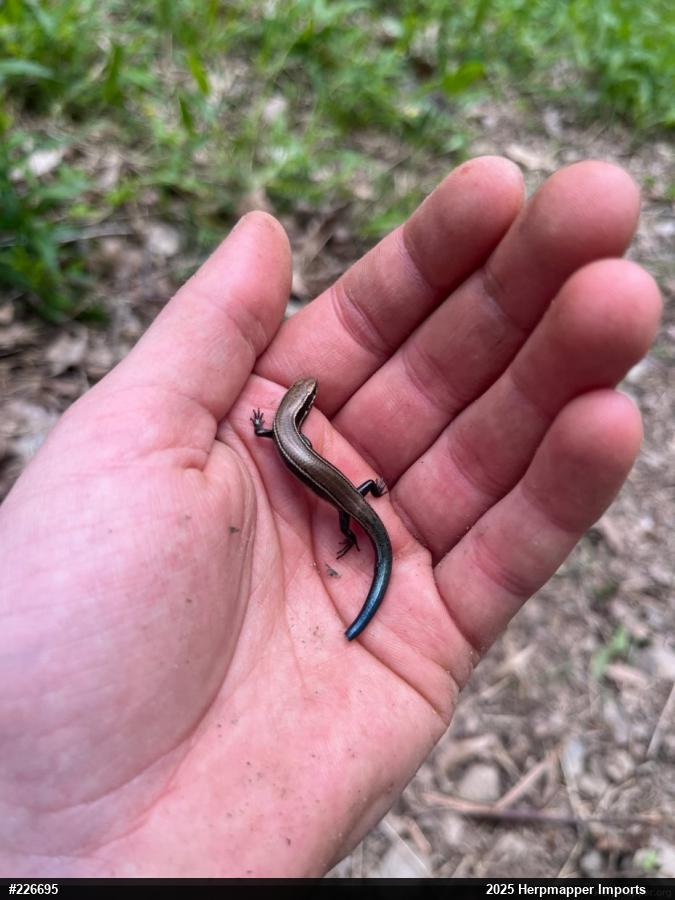 Northern Coal Skink