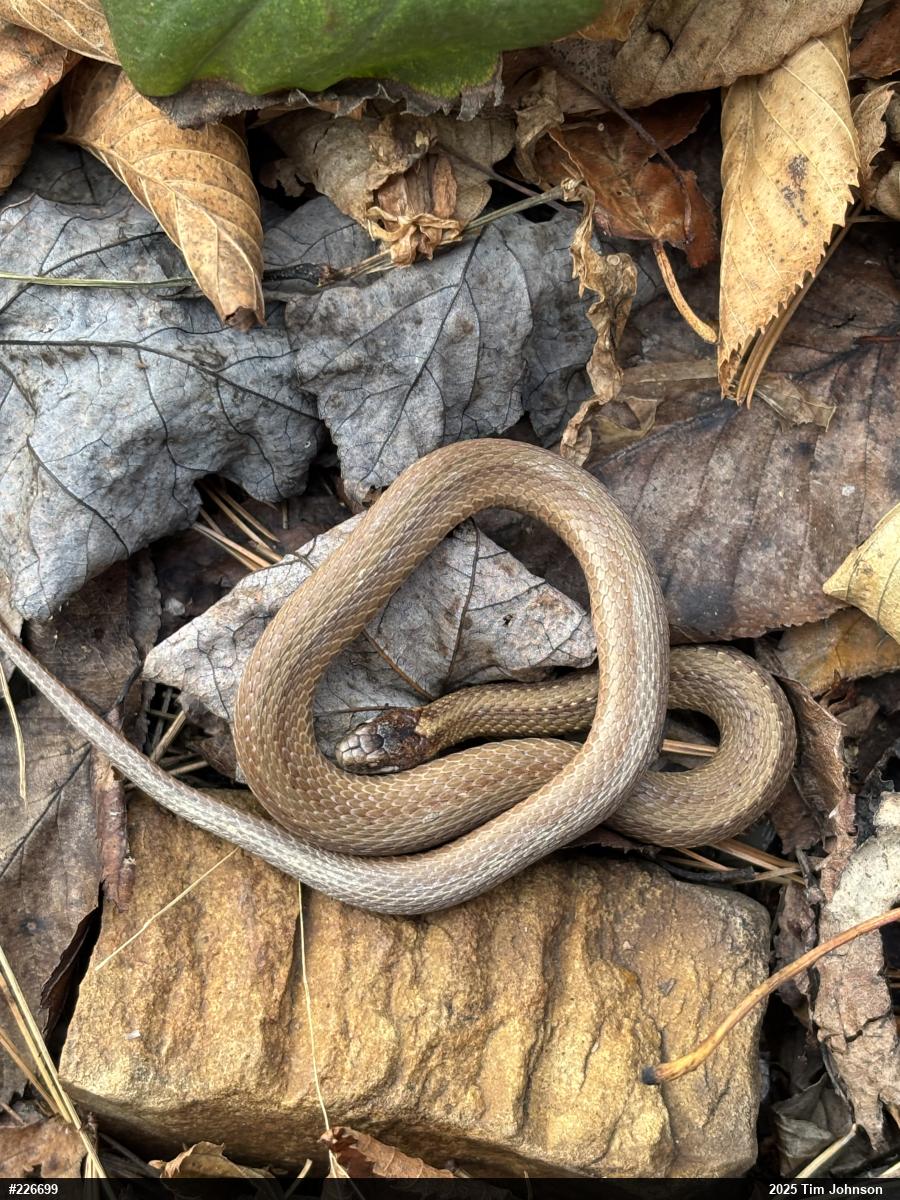 Red-bellied Snake