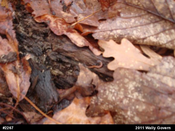 Eastern Red-backed  Salamander