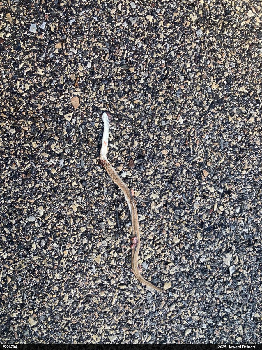 Dekay's Brownsnake