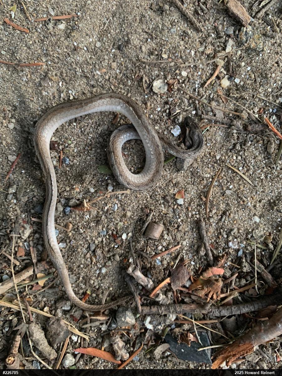 Dekay's Brownsnake