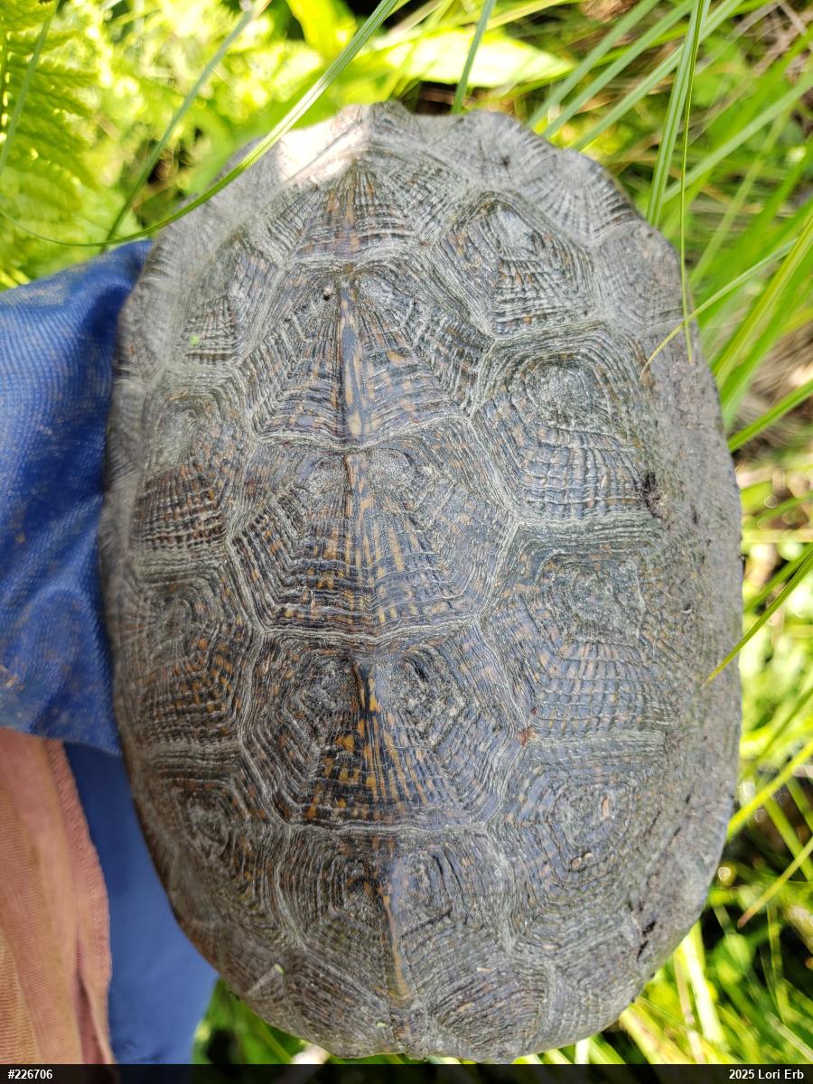 Wood Turtle