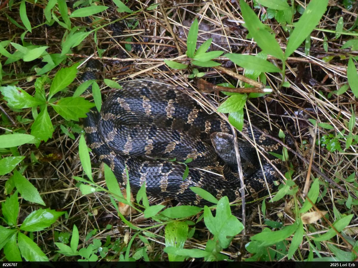 Eastern Hog-nosed Snake