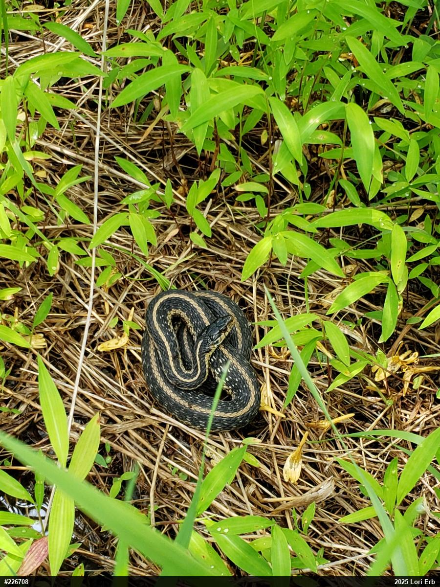 Eastern Gartersnake