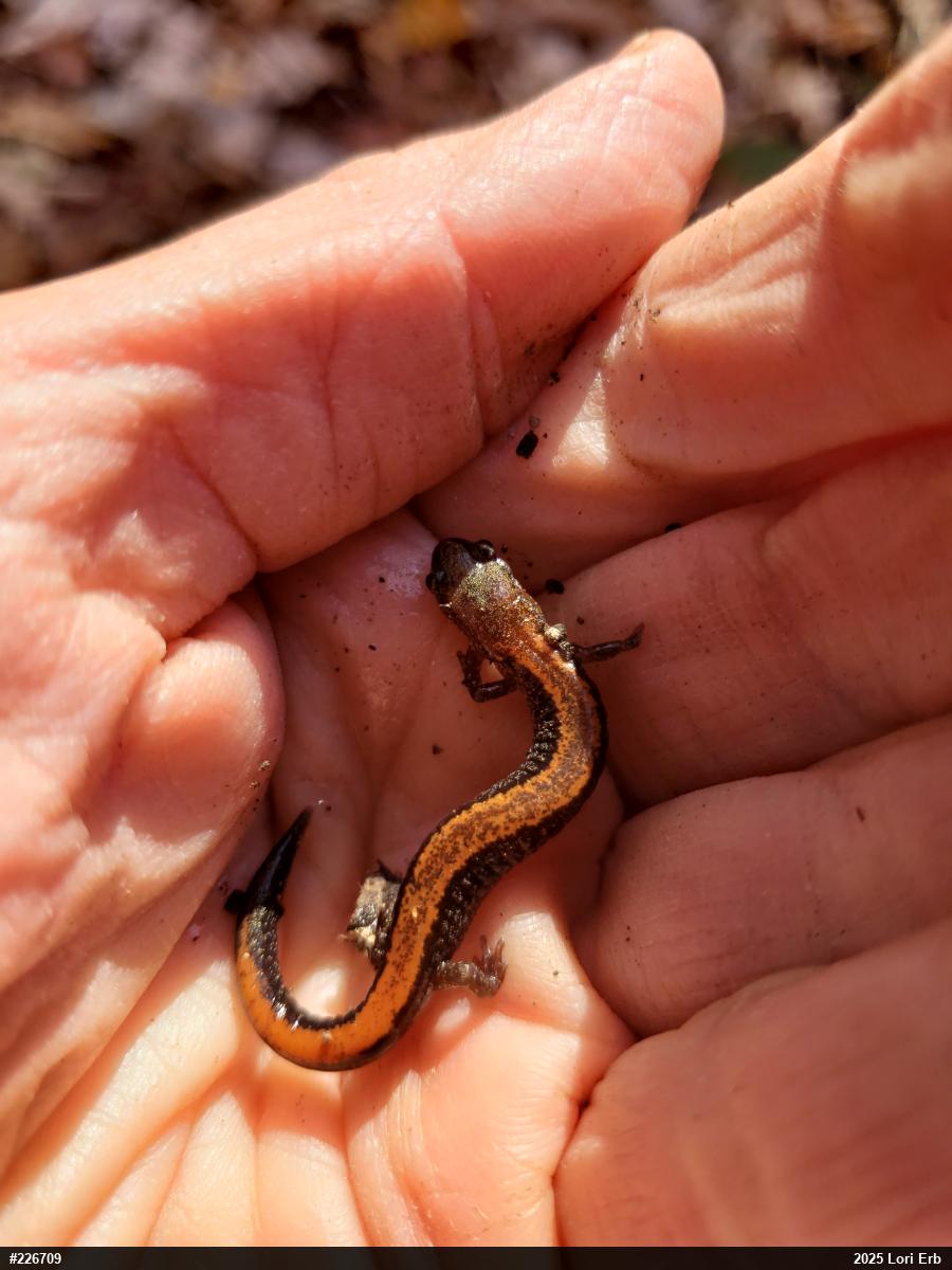 Eastern Red-backed  Salamander