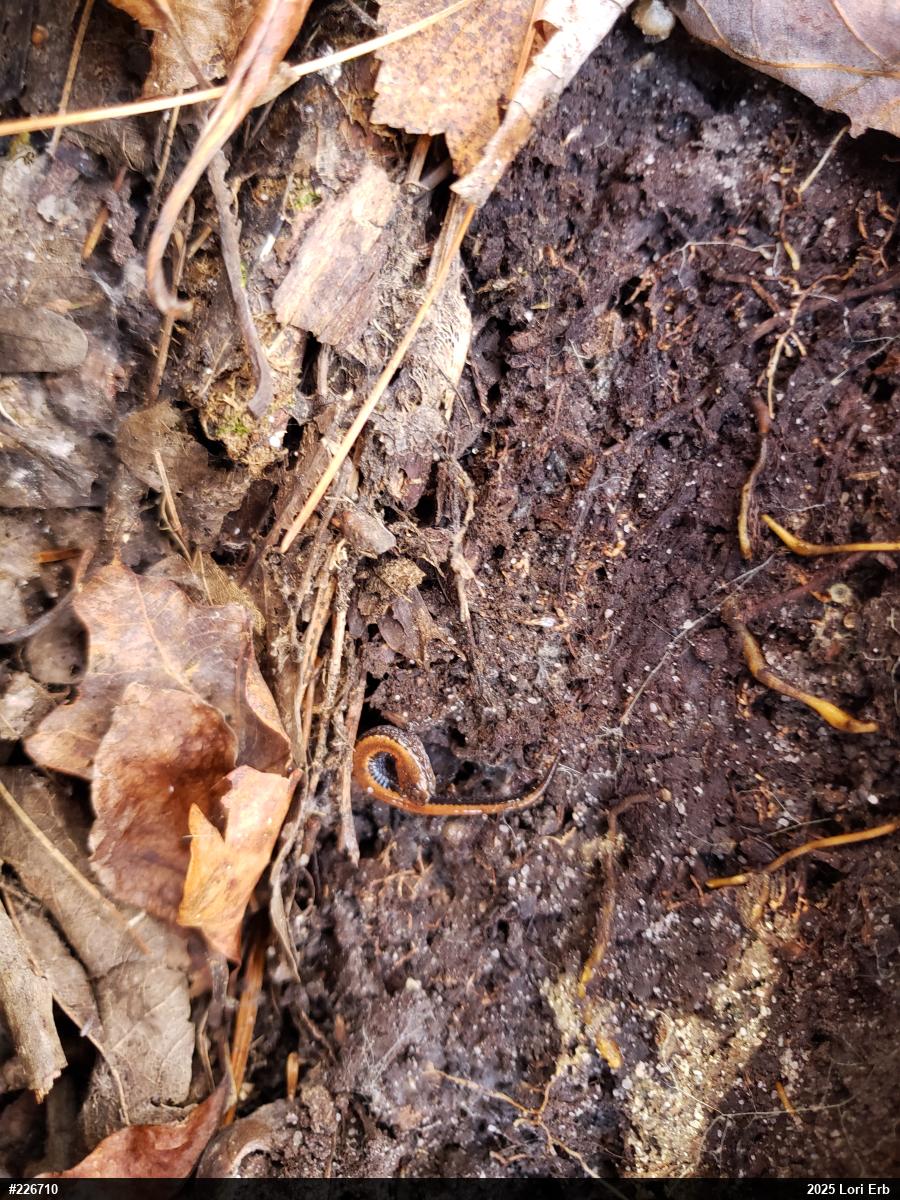 Eastern Red-backed  Salamander