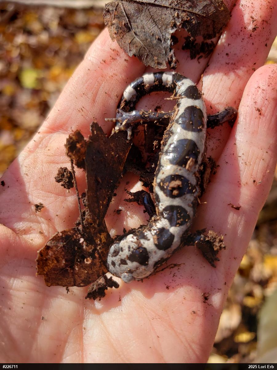 Marbled Salamander