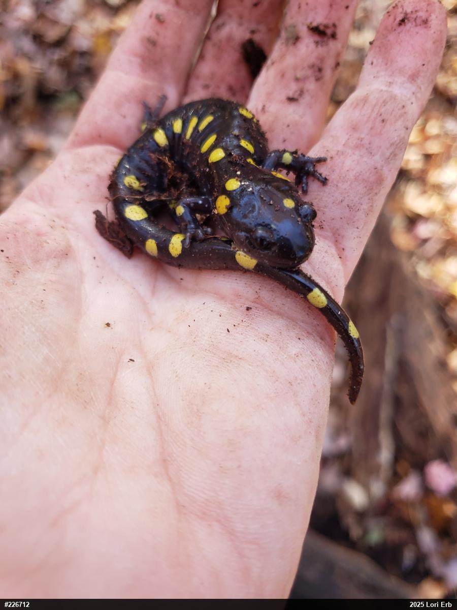 Spotted Salamander
