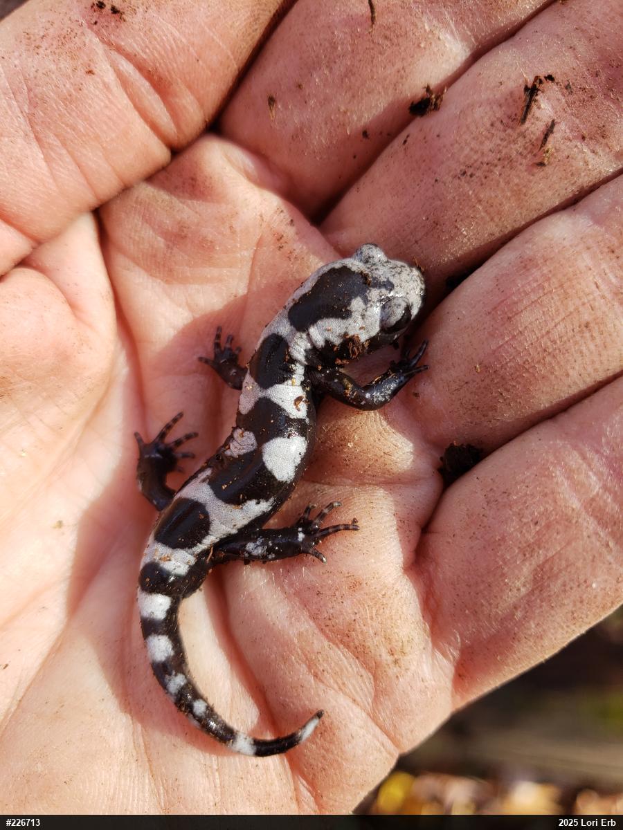 Marbled Salamander