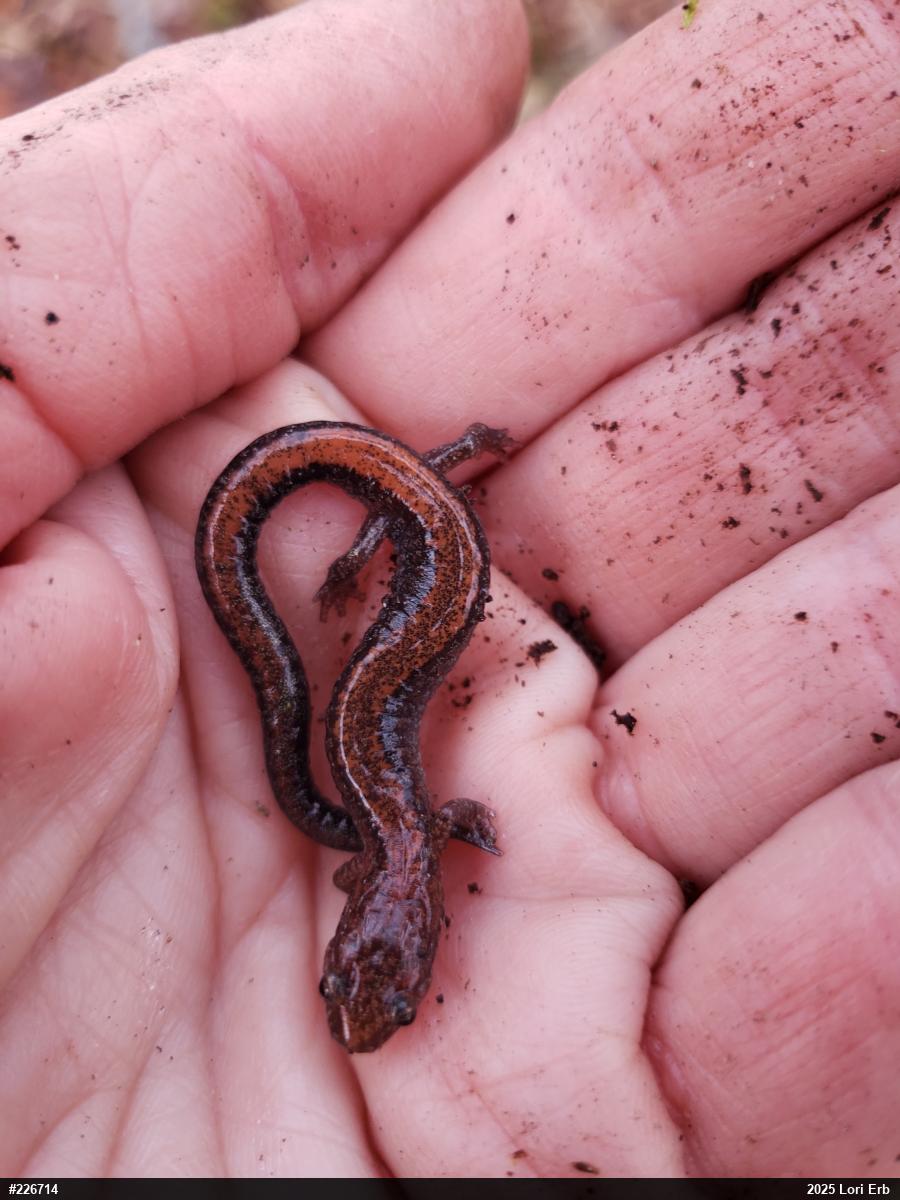 Eastern Red-backed  Salamander