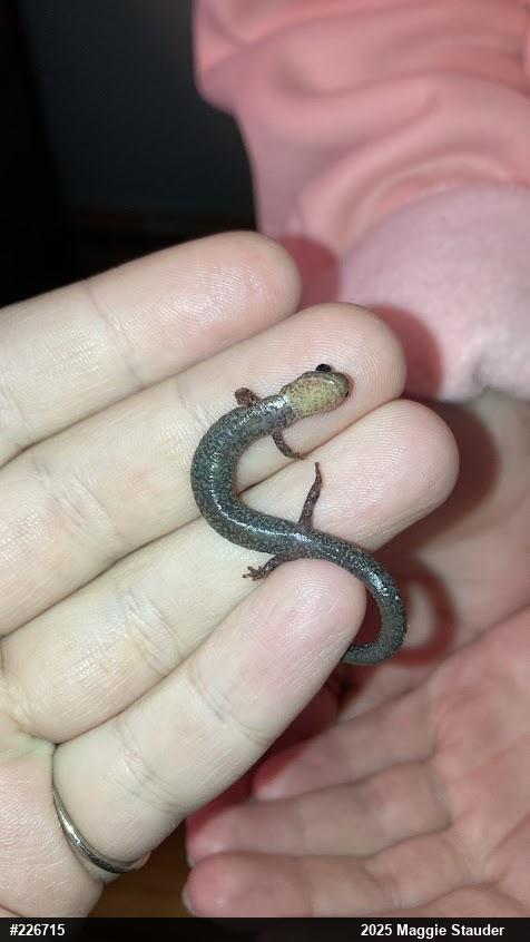 Valley And Ridge Salamander