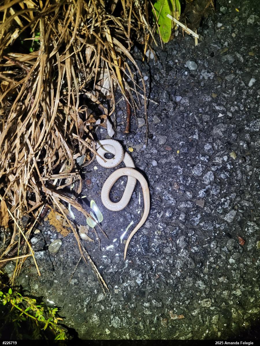 Dekay's Brownsnake