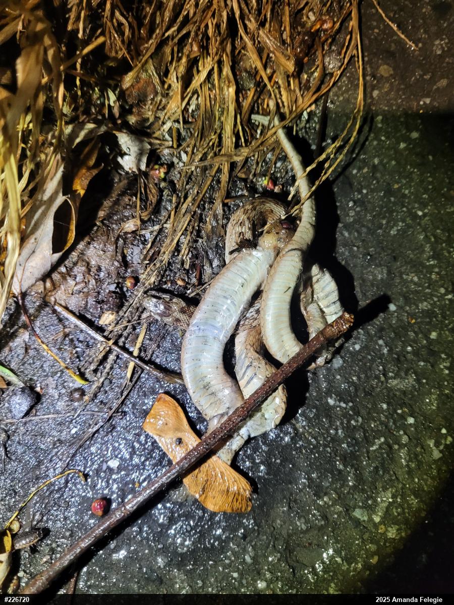 Dekay's Brownsnake