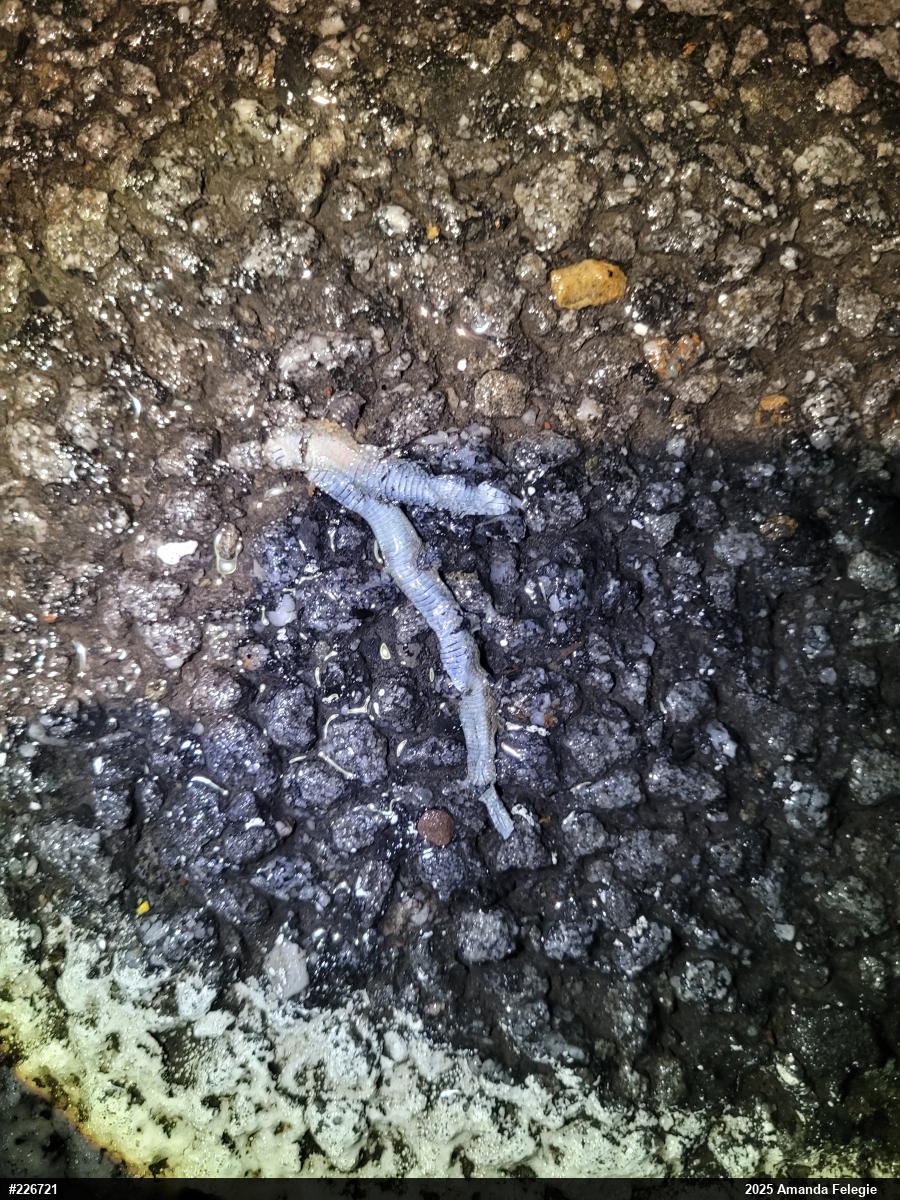 Dekay's Brownsnake