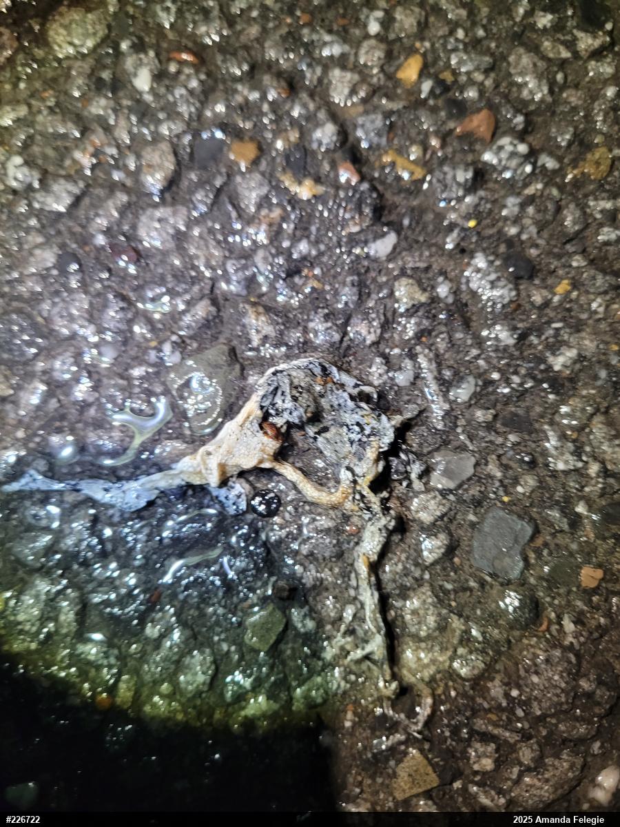 Unknown Gray Treefrog