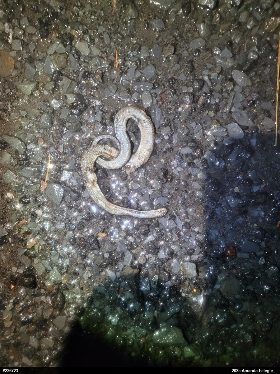 Dekay's Brownsnake