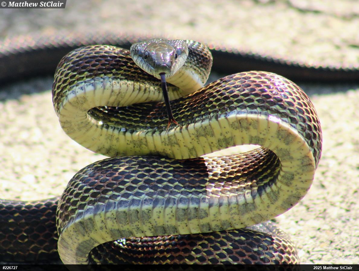 Eastern Ratsnake