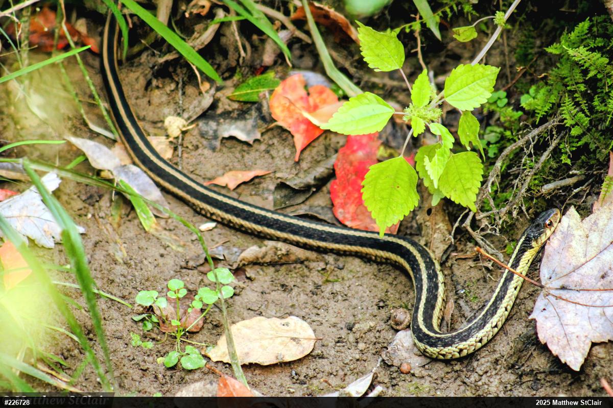 Eastern Gartersnake