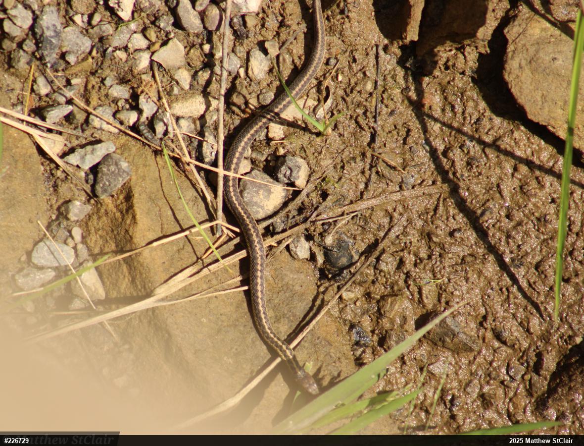 Eastern Gartersnake