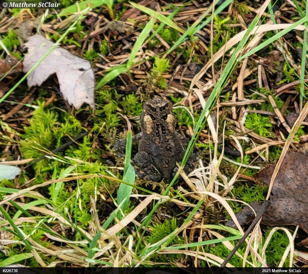 Eastern American Toad