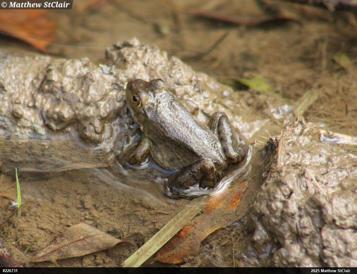 American Bullfrog