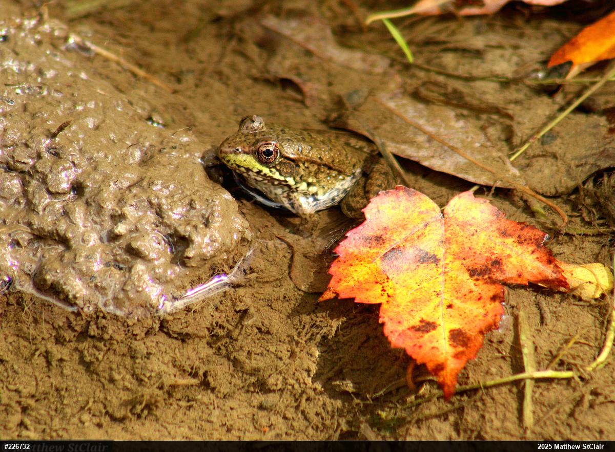 Green Frog