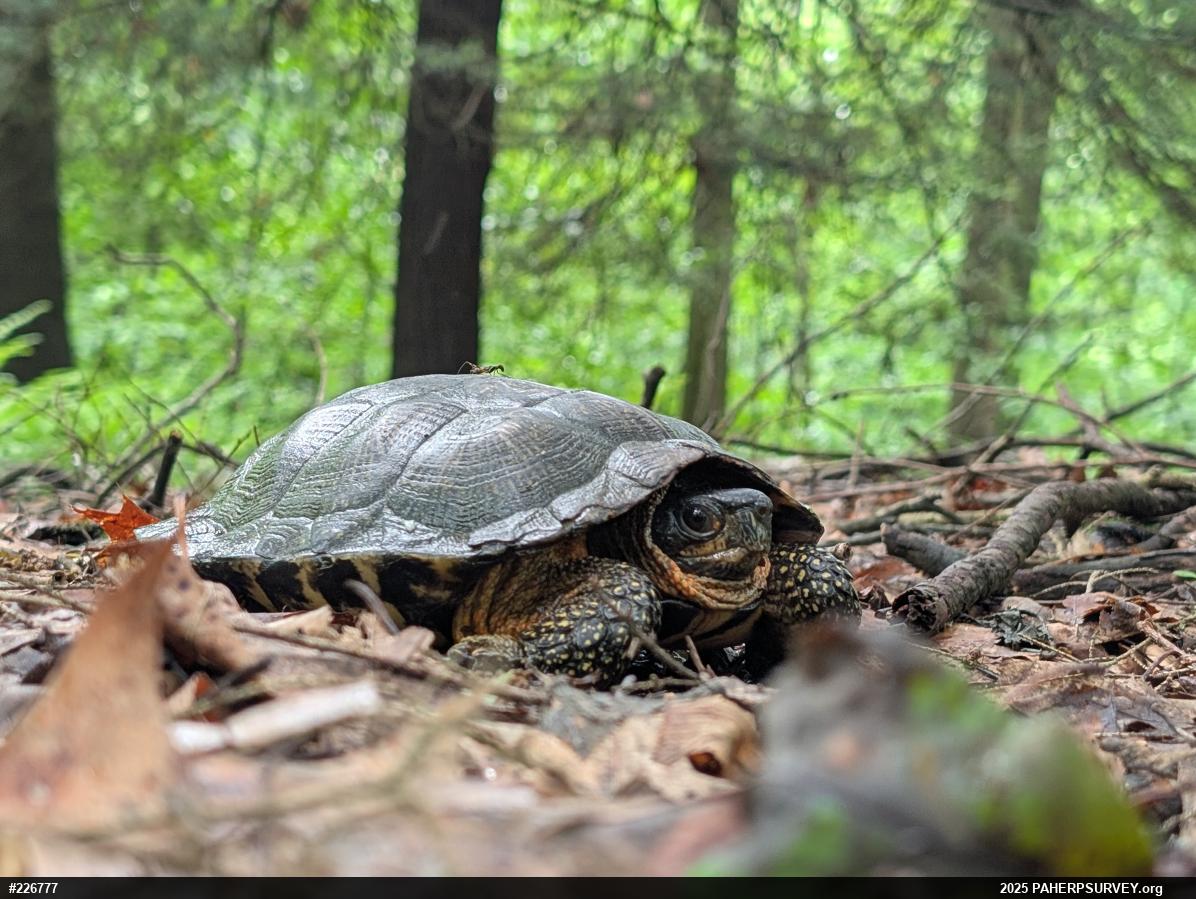 Wood Turtle