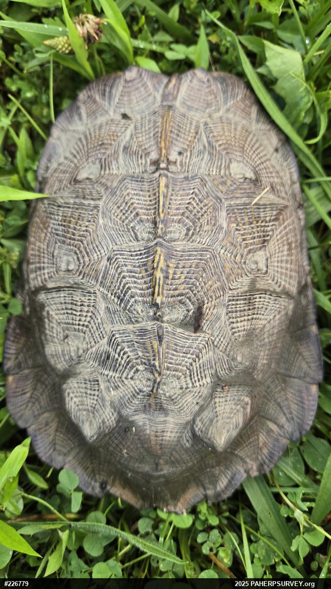 Wood Turtle