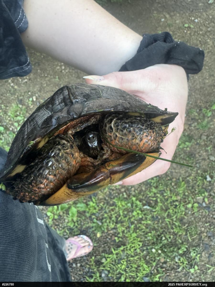 Wood Turtle