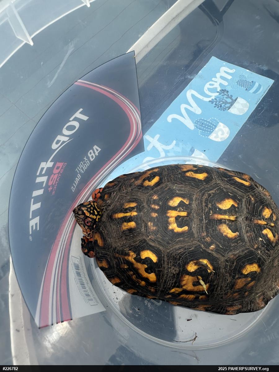 Eastern Box Turtle