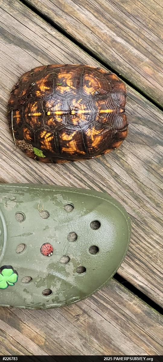 Eastern Box Turtle