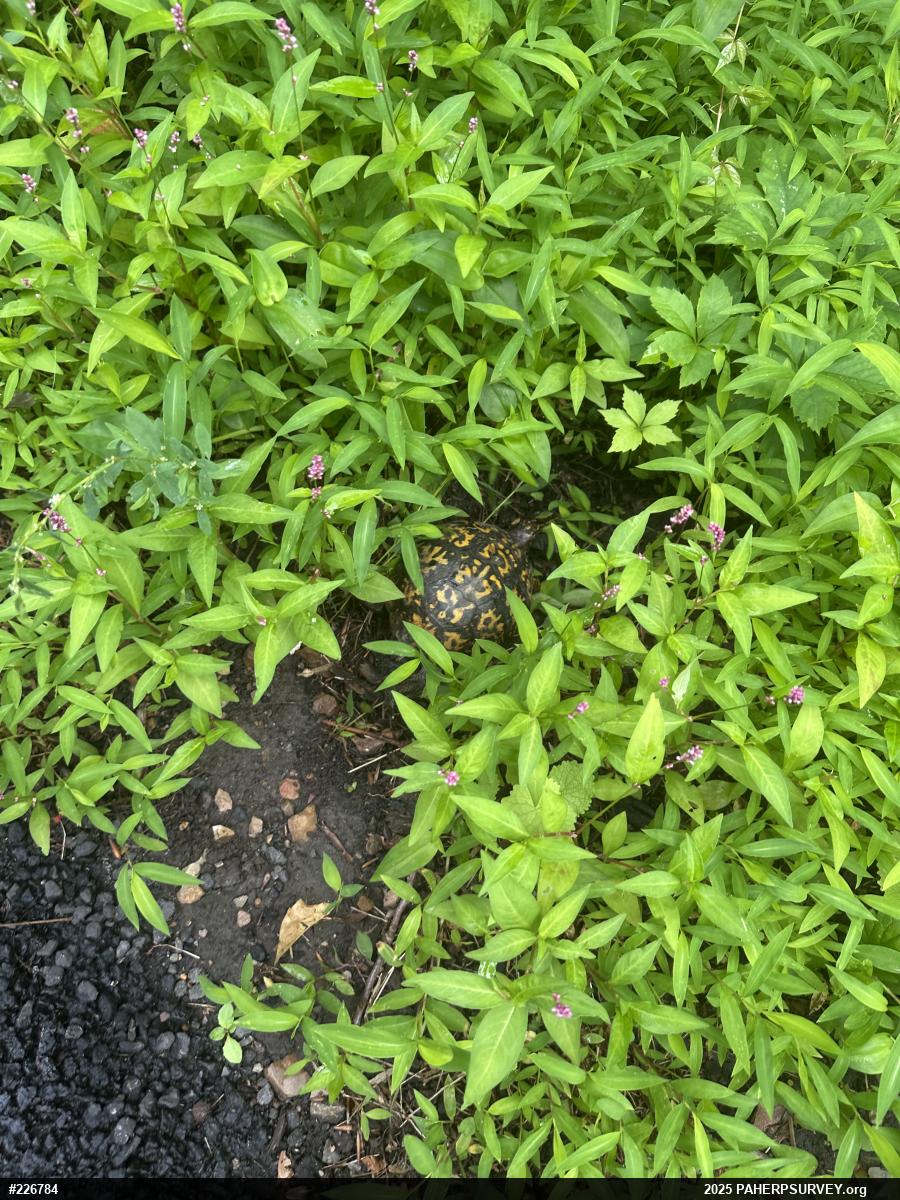 Eastern Box Turtle