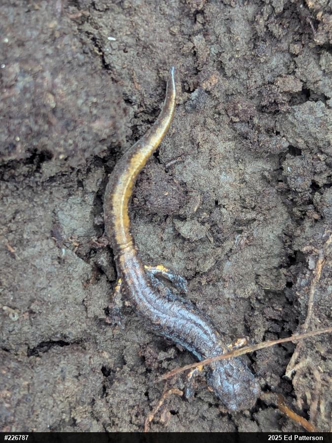Four-toed Salamander