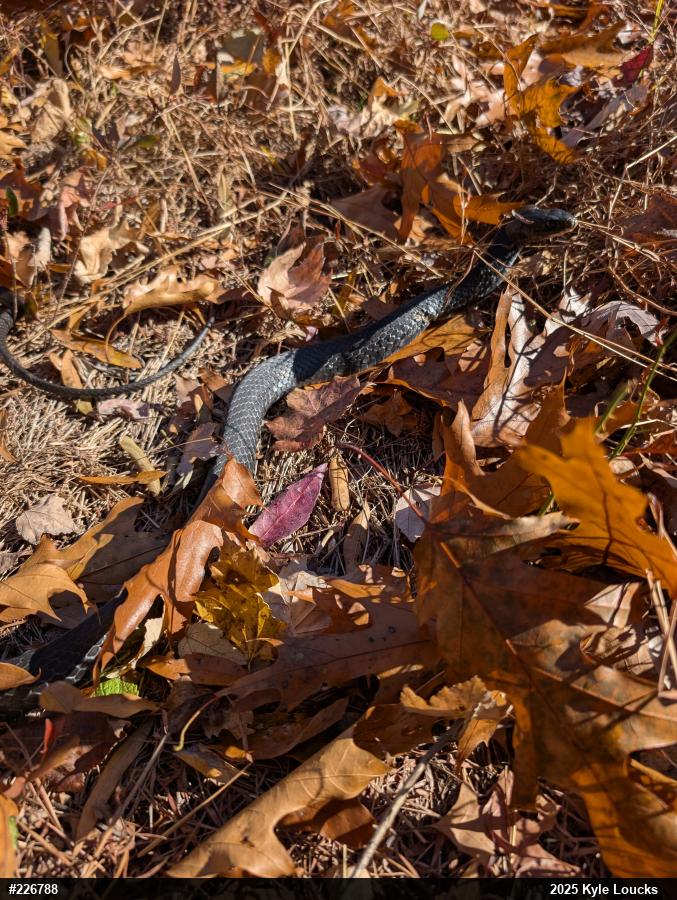 Northern Black Racer